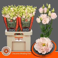 Eustoma Double Chaconne Wedding Pink 70cm