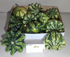 Cucurbita Pepo Patisson Mix 14cm