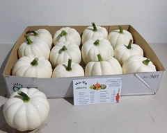 Cucurbita Pepo Baby Boo 10cm