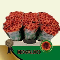 Chrysanth Santini Edvaldo 55cm 48gr.