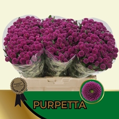 Chrysanth Santini Purpetta 55cm 44gr.