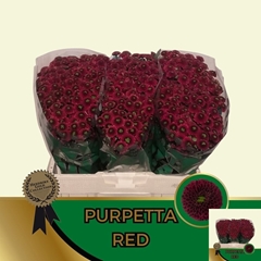 Chrysanth Santini Purpetta Red 55cm 44gr.