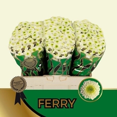 Chrysanth Santini Ferry 55cm 48gr.