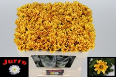 Chrysanth Spray Orangina 65cm 45gr.