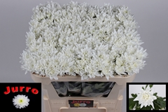 Chrysanth Spray Frozen 65cm 50gr.