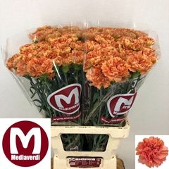 Dianthus Single Dafne 65cm