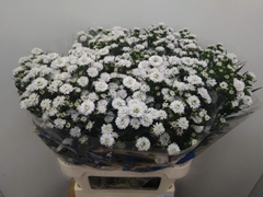 Aster Pretty Wendy 80cm 35gr.