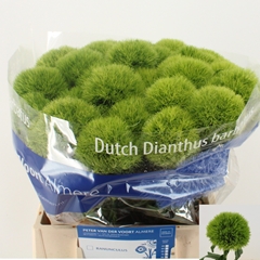 Dianthus Barb Green Trick 45cm