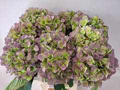 Hydrangea Verena Blue Classic 60cm 16-18cm Hd