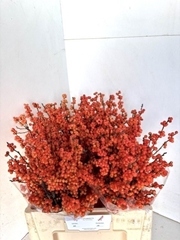 Ilex Verticillata Winter Gold 60cm