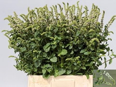 Mentha White Juliet 70cm