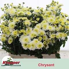 Chrysanth Spray Blenda White 60cm 65gr.