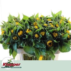 Helianthus Sunrich Orange 70cm
