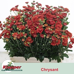 Chrysanth Spray Blenda Red 60cm 60gr.