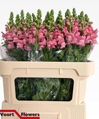Antirrhinum Avignon Rose 75cm