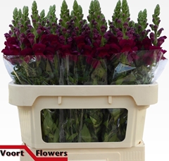 Antirrhinum Potomac Crimson 75cm