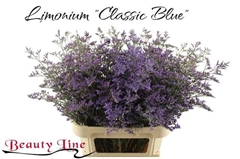 Limonium Safora Classic Blue 90cm 70gr.