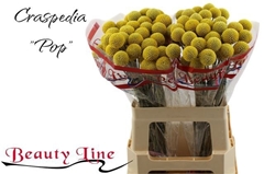 Craspedia Paintball Pop 55cm