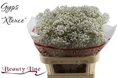 Gypsophila Paniculata Xlence 80cm 35gr.