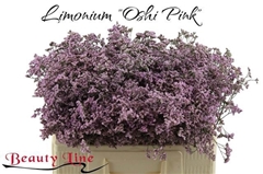 Limonium Safora Oshi Pink 50cm 20gr.