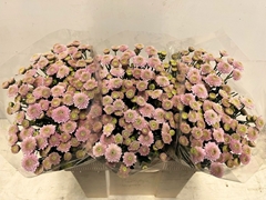 Chrysanth Santini Ellison Sweet 55cm 26gr.