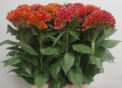 Celosia Indian Summer 100cm
