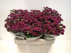 Chrysanth Santini Purpetta 55cm 24gr.