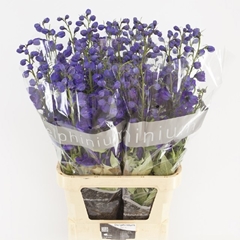 Delphinium Double Delphi's Jewel 100cm
