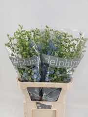 Delphinium Double Dewi Boy 90cm