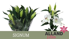 Lily Oriental Signum 65cm 2+