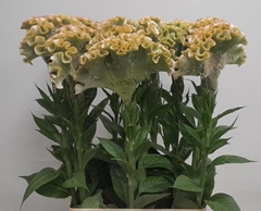 Celosia Muse Mint 100cm