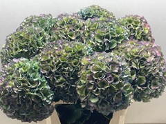 Hydrangea Royal Parade Classic 90cm 25-27cm Hd