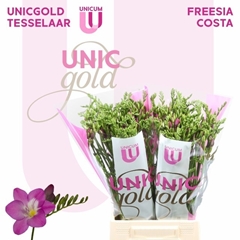 Freesia Single Costa 50cm 20gr.