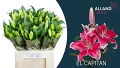 Lily Oriental El Capitan 65cm 1+