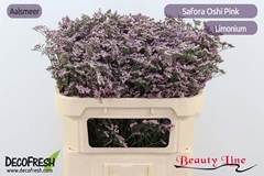 Limonium Safora Oshi Pink 70cm 45gr.