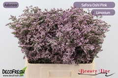 Limonium Safora Oshi Pink 60cm 40gr.