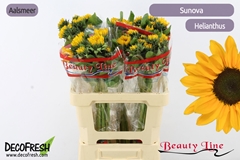 Helianthus Sunova 60cm