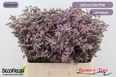 Limonium Safora Oshi Pink 60cm 30gr.
