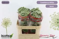 Ammi Visnaga Casablanca 80cm