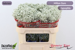 Gypsophila Paniculata Million Stars 70cm 10gr.