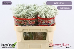 Gypsophila Paniculata White Fire 70cm 30gr.