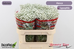 Gypsophila Paniculata Xlence 70cm 15gr.