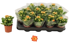 Kalanchoe Double Rosalina Don Pedro 7Ø 15cm