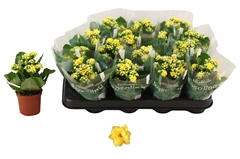 Kalanchoe Double Rosalina Amarillo Yellow 7Ø 15cm