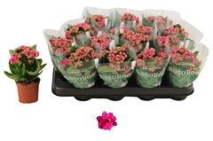 Kalanchoe Double Rosalina Don Victorio 7Ø 15cm