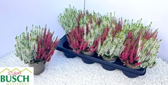 Calluna Beauty Ladies Mix In Pot 2 Colours 12Ø 25cm