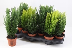 Conifers Mix 10Ø 30cm