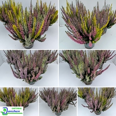 Calluna Beauty Ladies Starlight Mix In Pot 13Ø 25cm