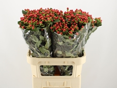 Hypericum Magical Triumph 80cm
