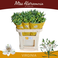 Alstroemeria Virginia 75cm 55gr.